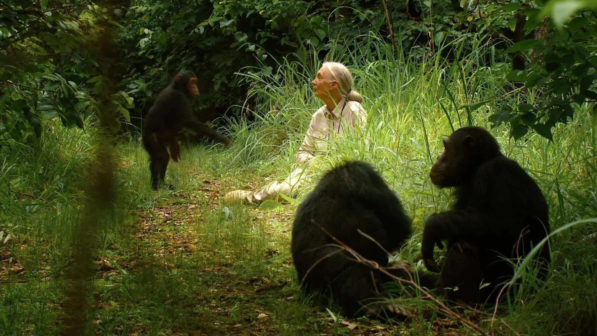 Jane's Journey - Die Lebensreise der Jane Goodall (2011)