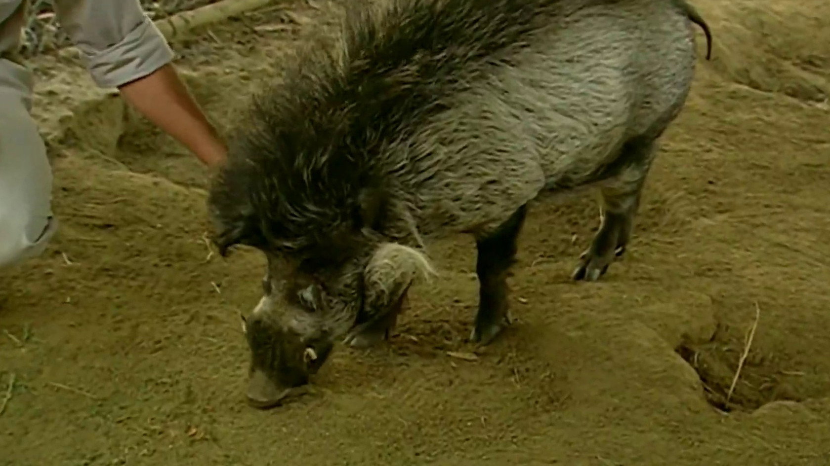S17E8 · Warthog Update
