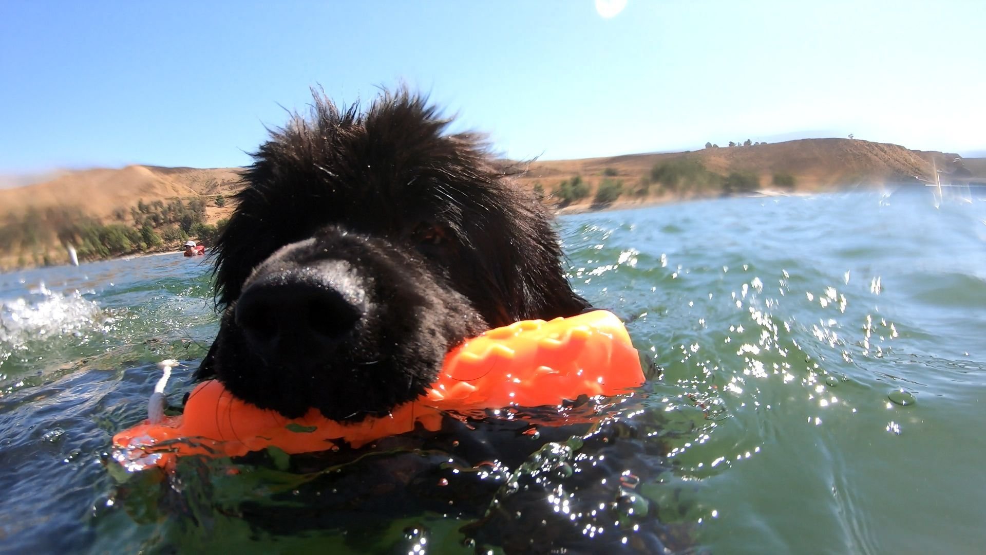 It's a Dog's Life with Bill Farmer