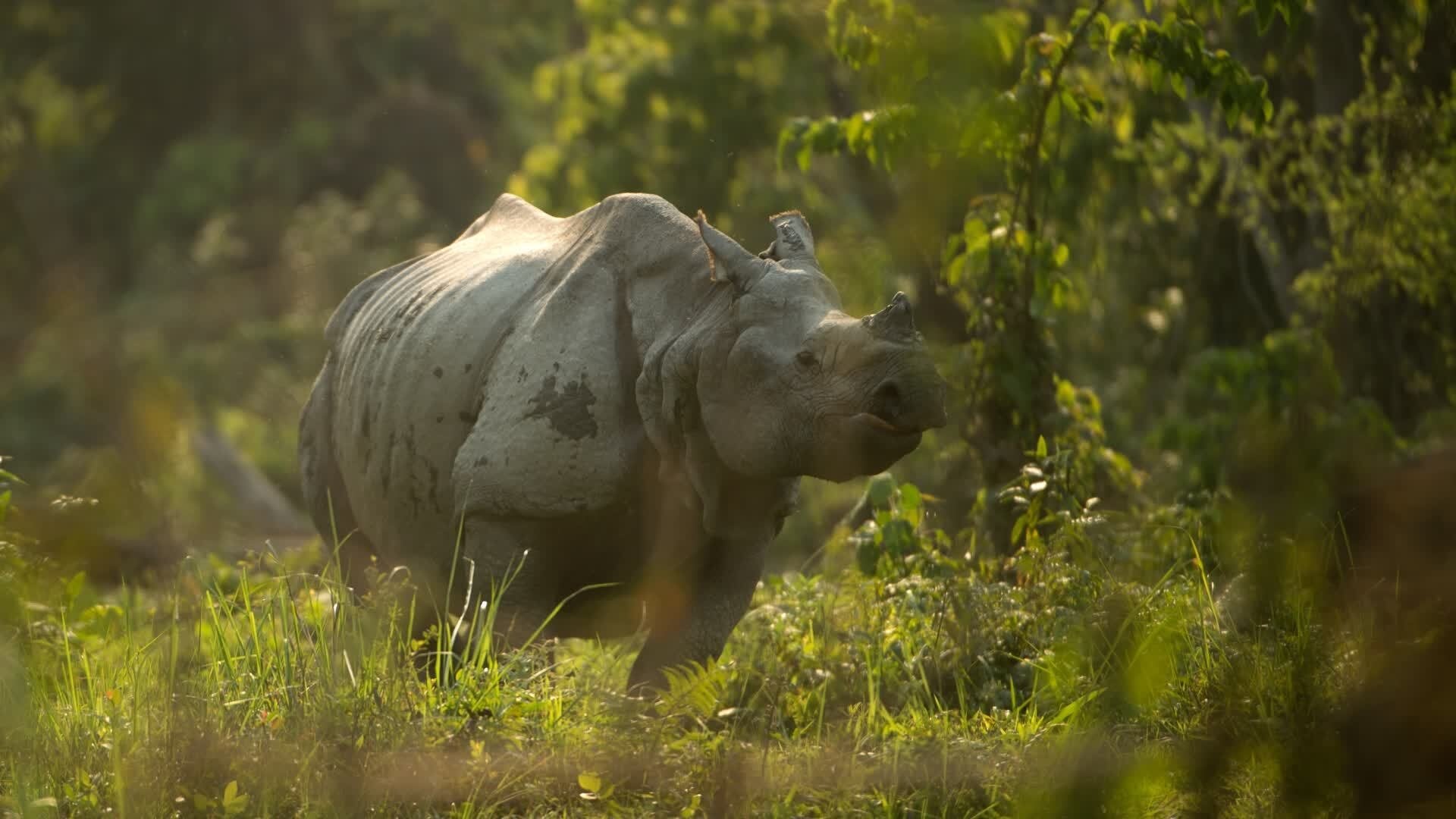 Into the Wild: India - Épisode 2