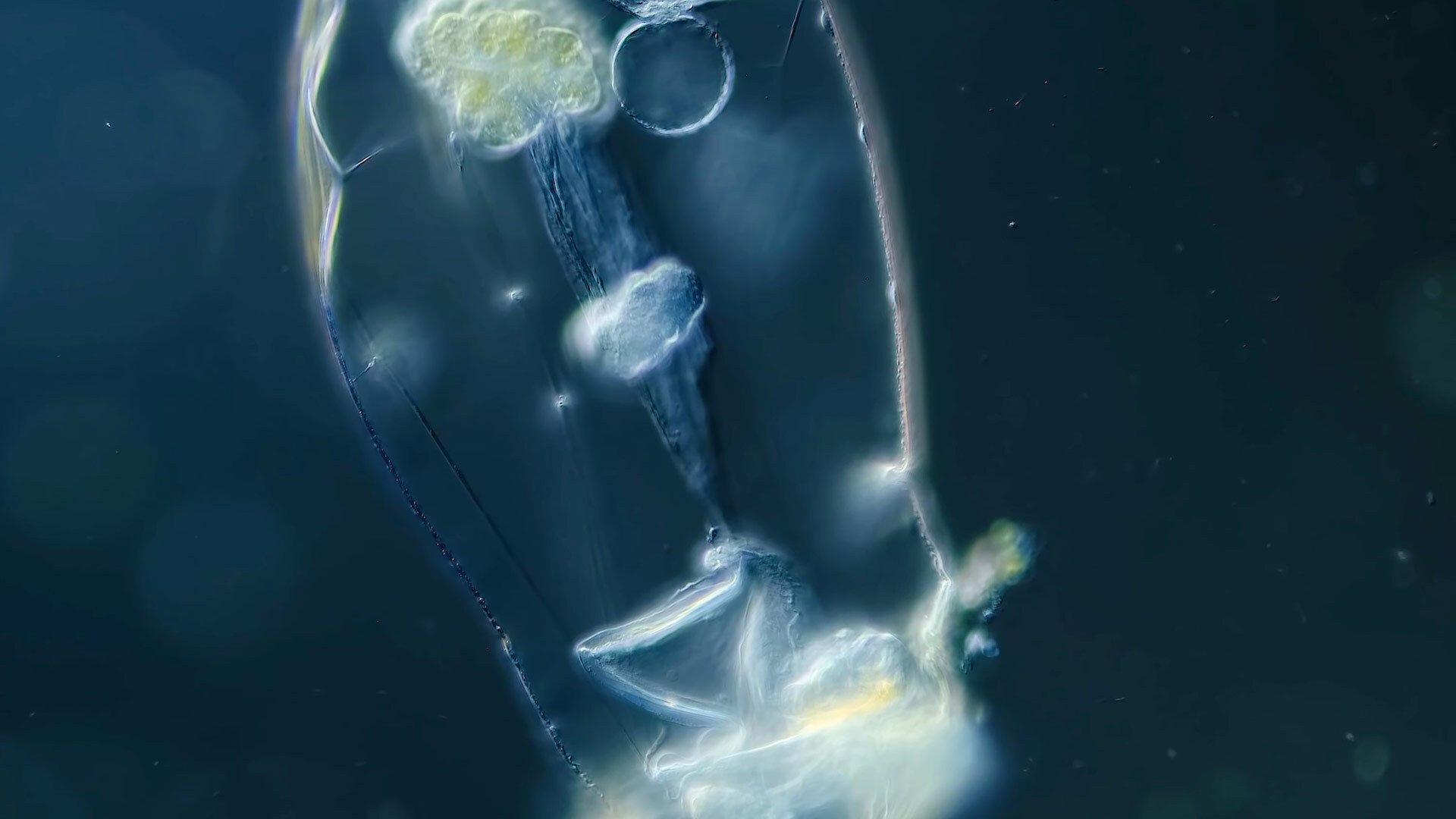 Journey to the Microcosmos