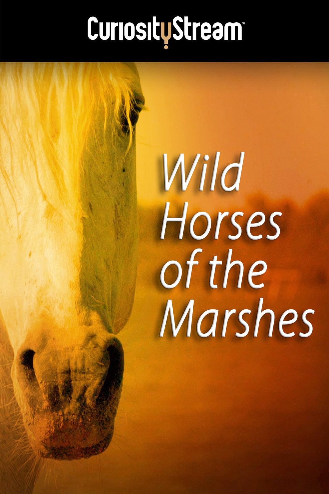 Wild Horses of the Marshes on FREECABLE TV