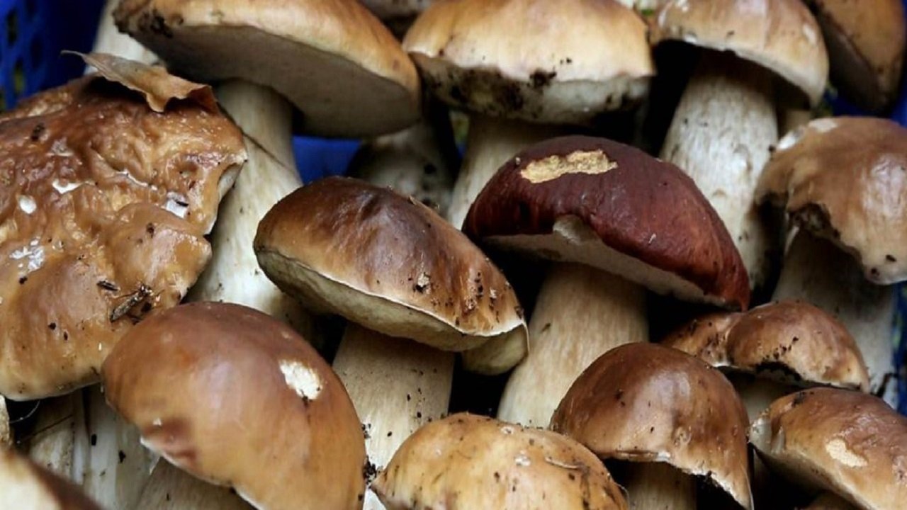 Imagem do Filme A fond sur le champignon