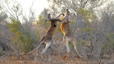Au cœur de l'Australie sauvage - Déserts