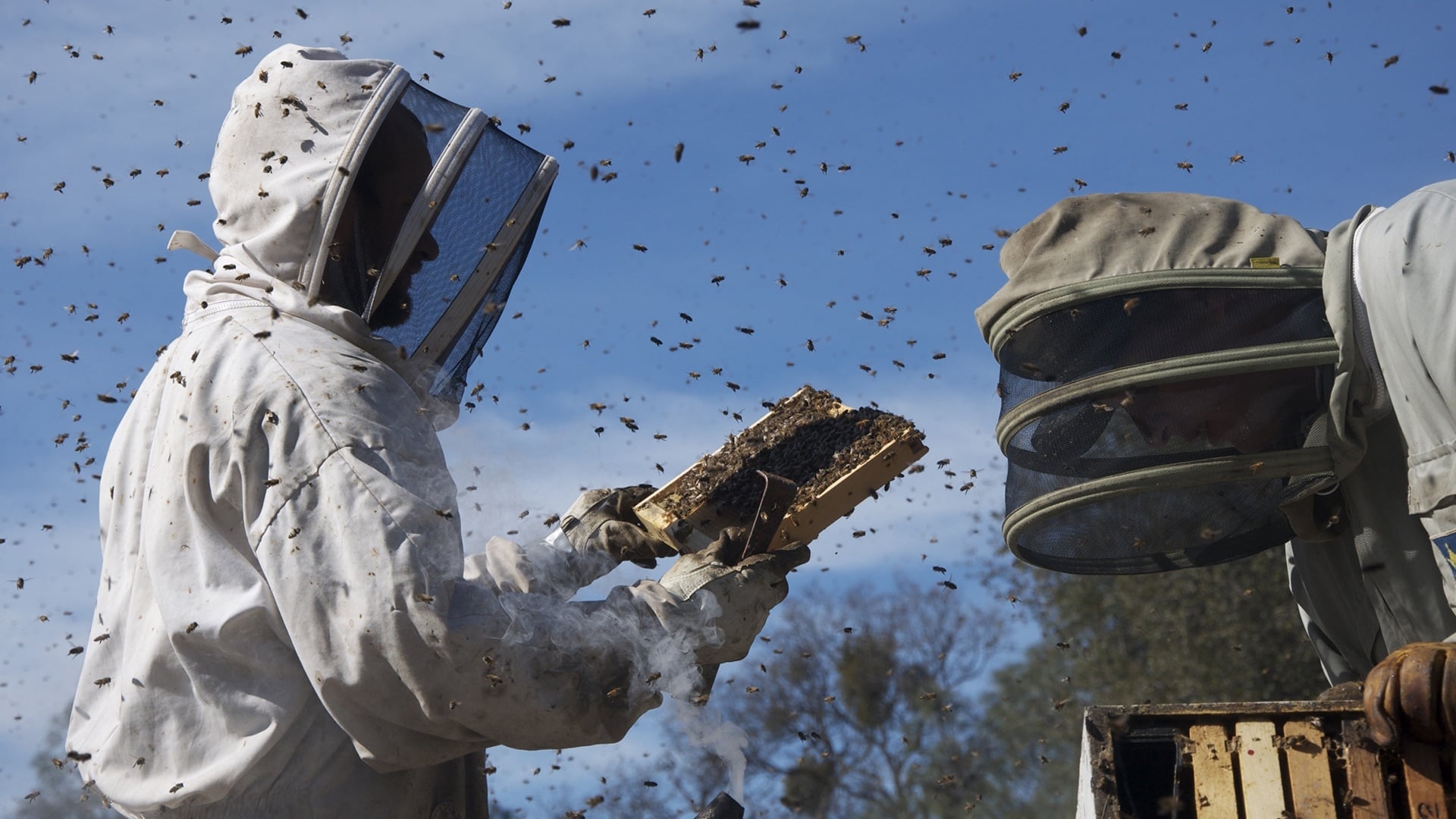 Des abeilles et des hommes (2012)