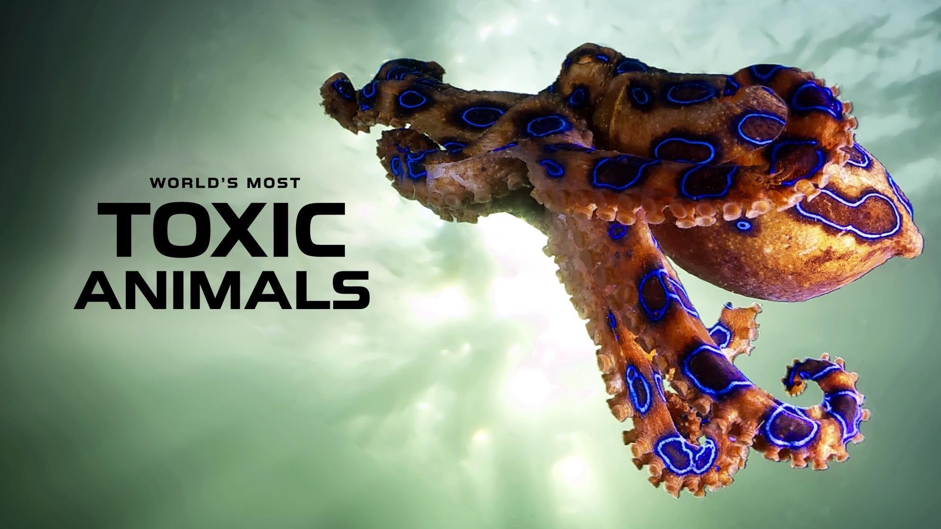 World's Most Toxic Animals