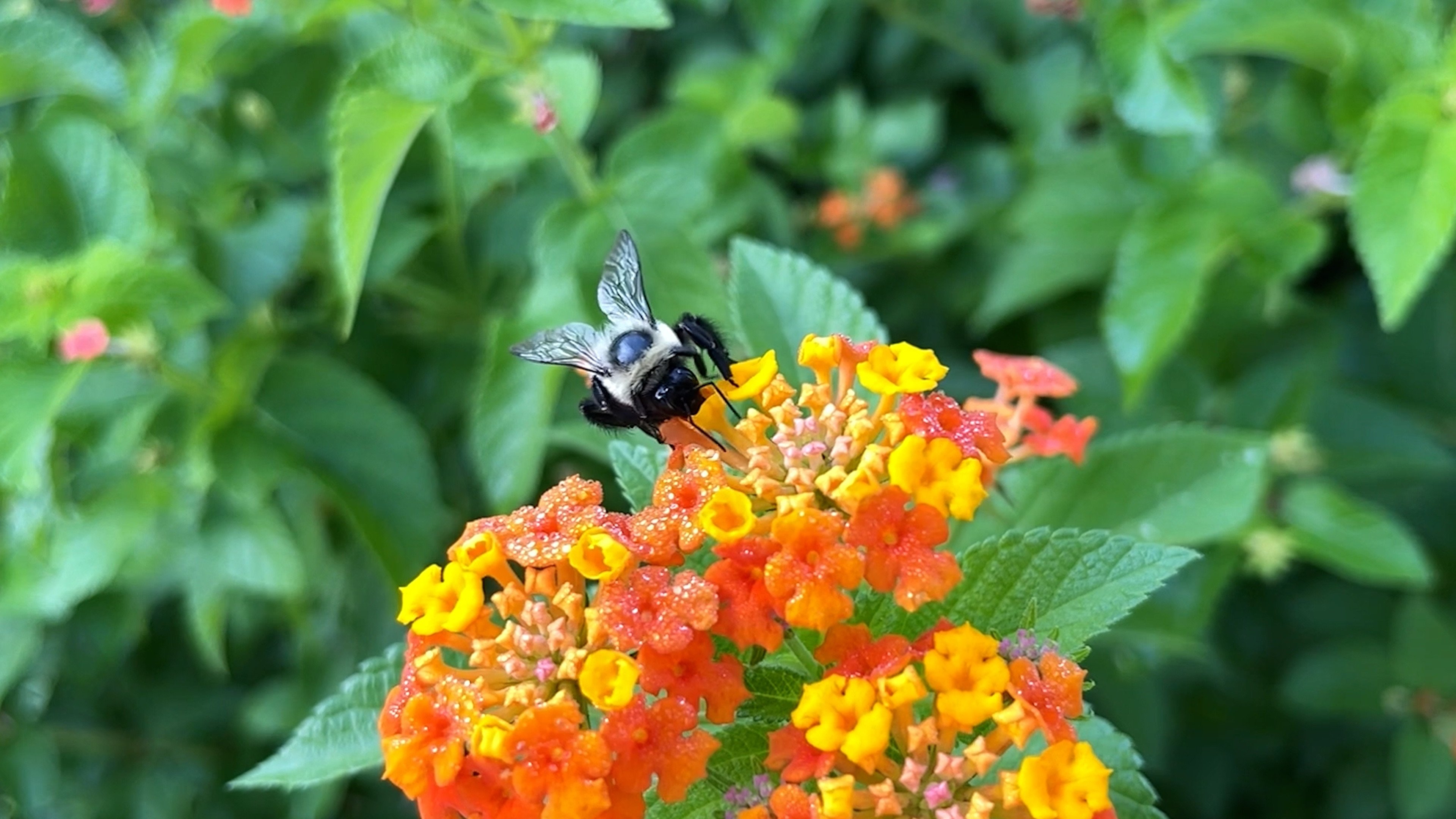 The Last Bumblebee (2024)