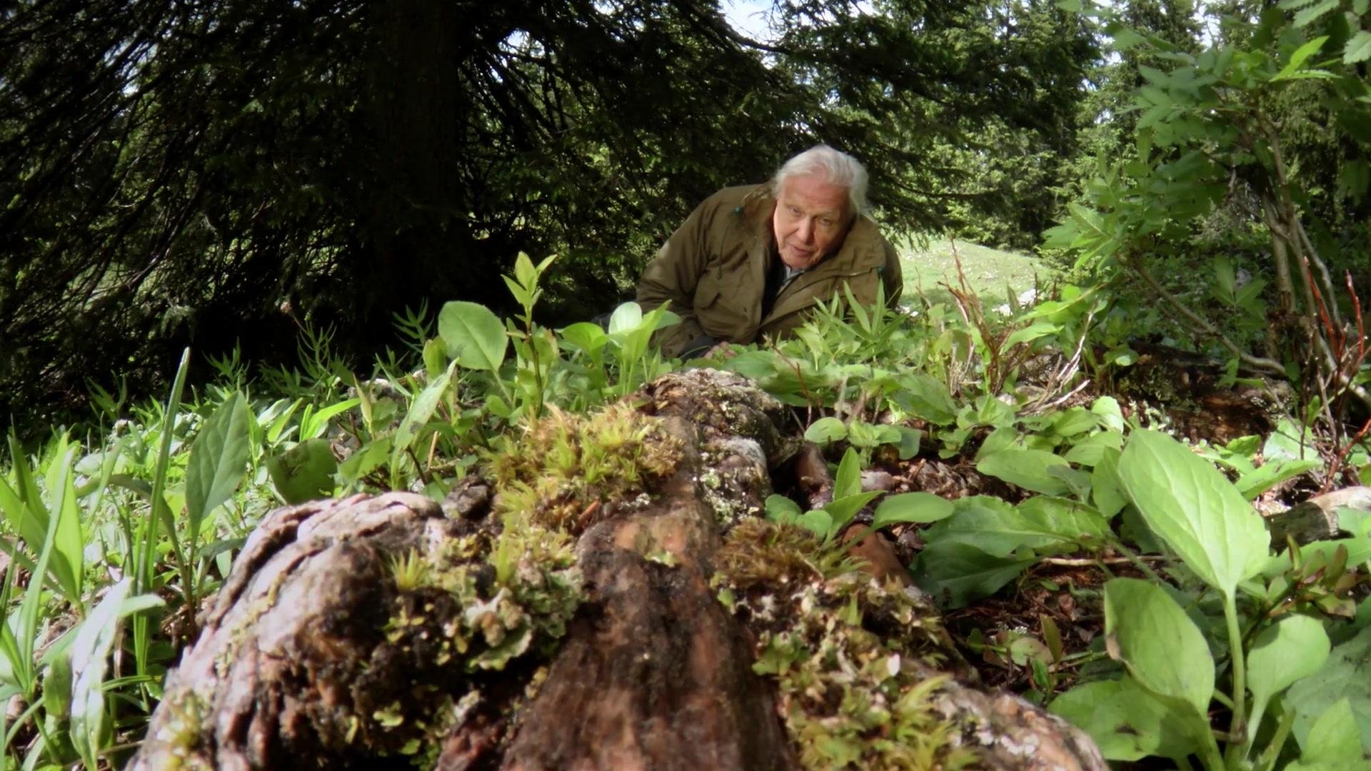 Attenborough y la montaña de las hormigas