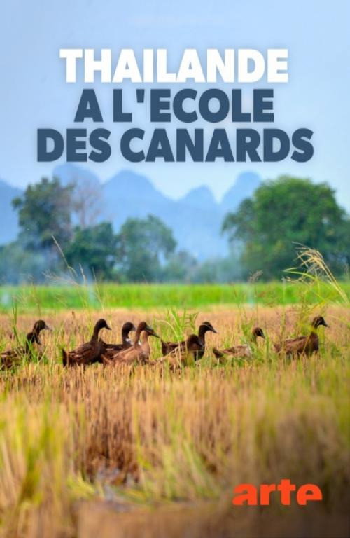 Tha&iuml;lande, &agrave; l'&eacute;cole des canards