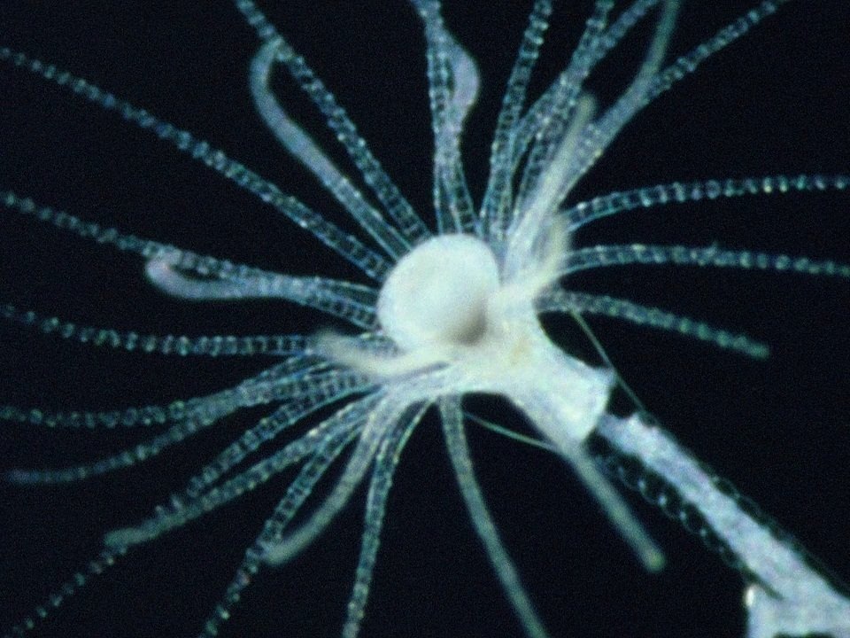 Life on Earth - La Variété Infinie