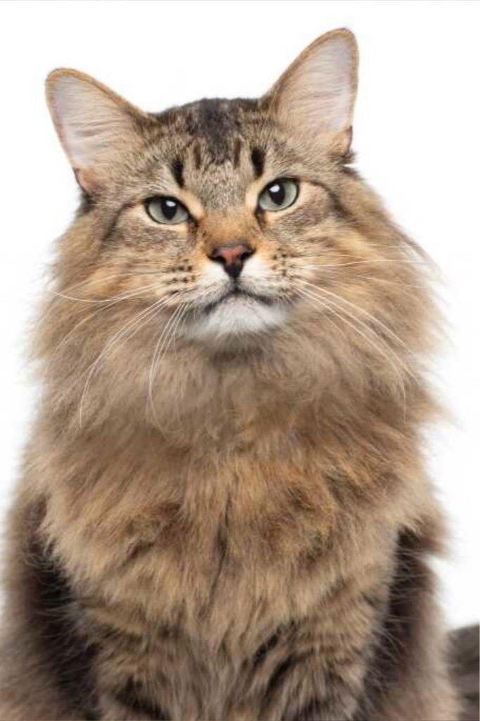 et billede af Tonic the Cat