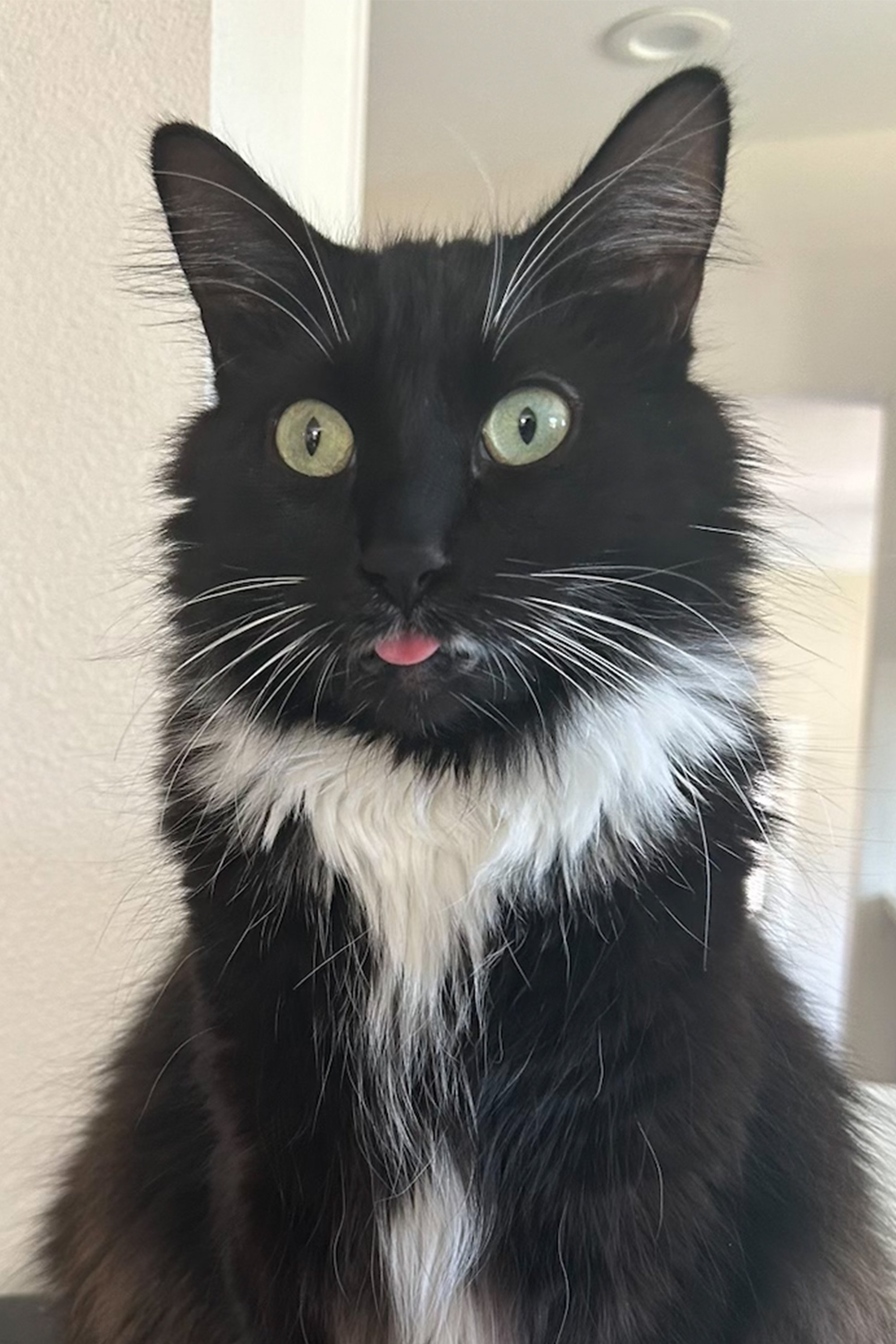 Paws | The Cat