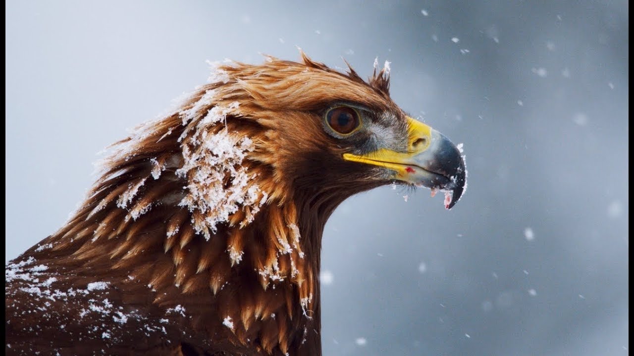 Imagem do Filme Superpowered Eagles