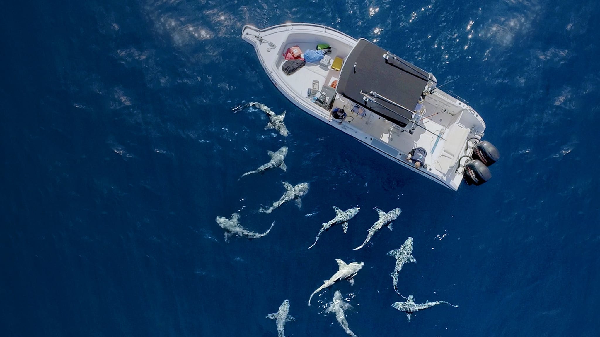 Jaws vs. Boats (2022)