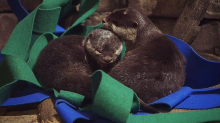 Otter Tale