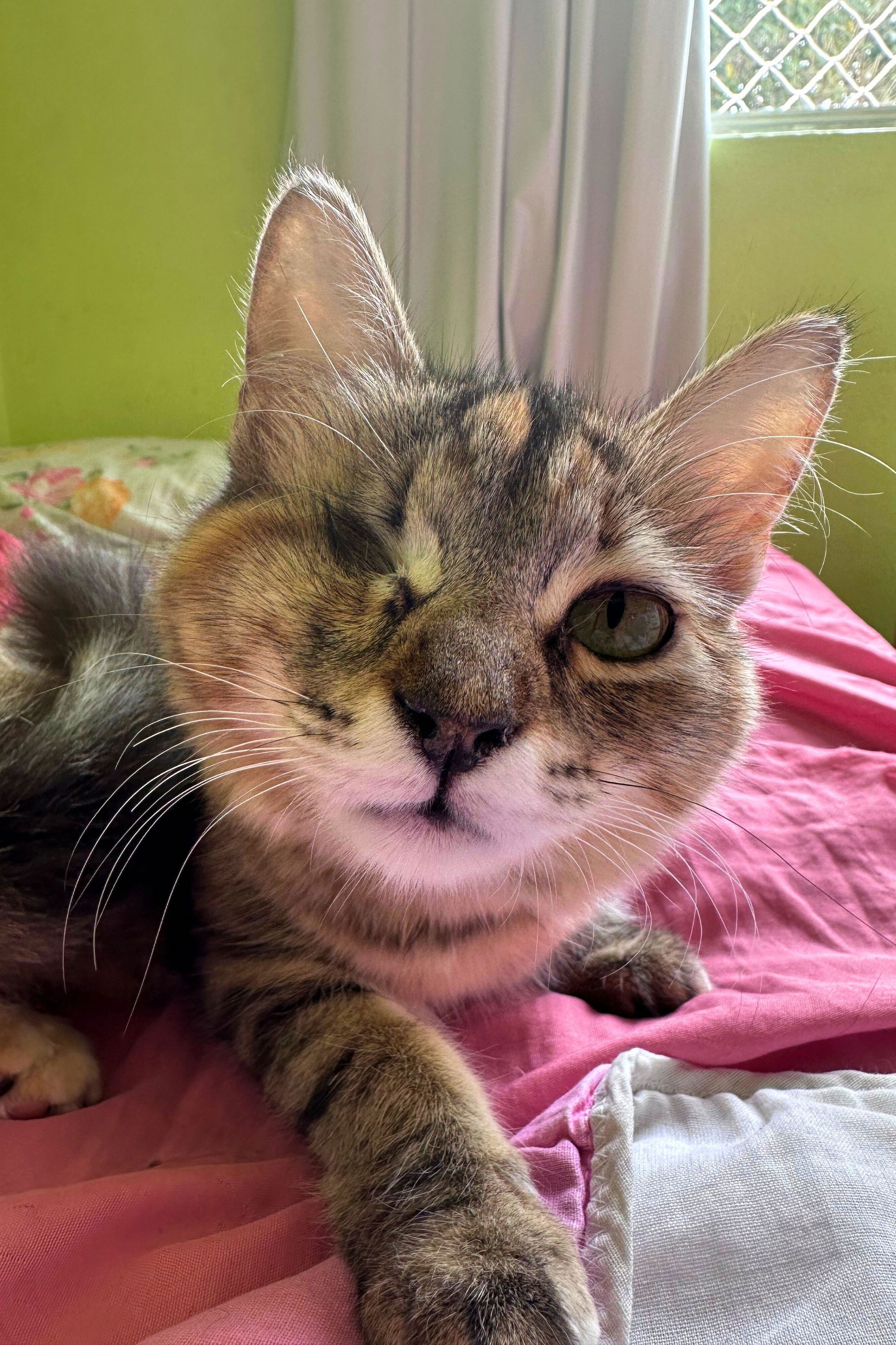 et billede af Nini da Silveira