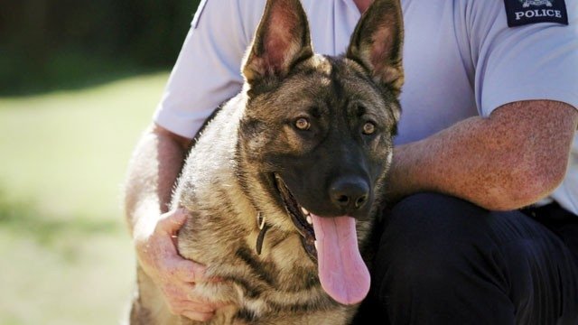 Dog Squad Puppy School