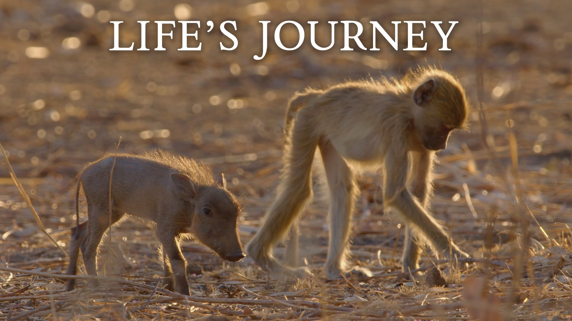 Life's Journey poster