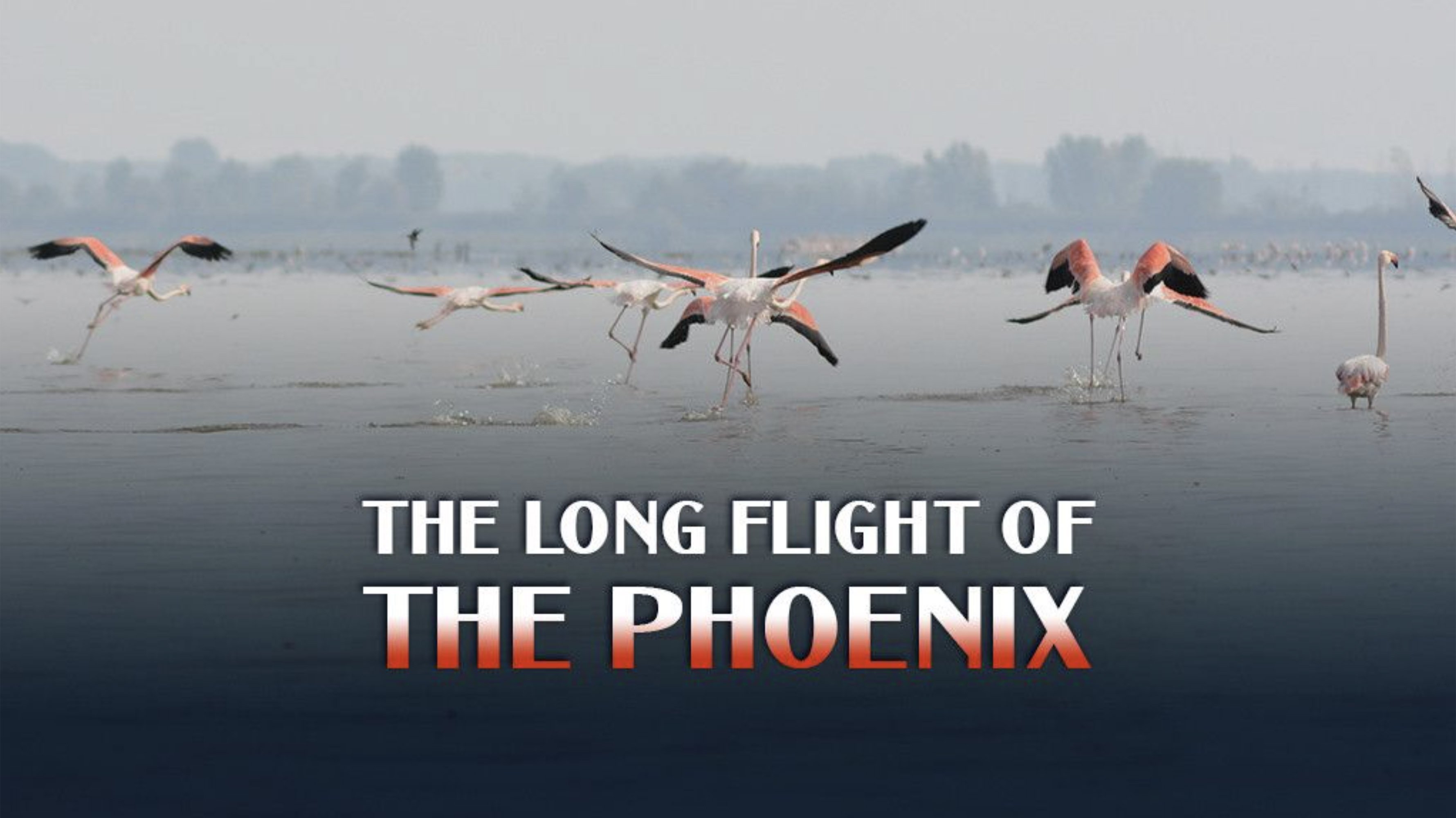 Imagem do Filme The Long Flight of the Phoenix