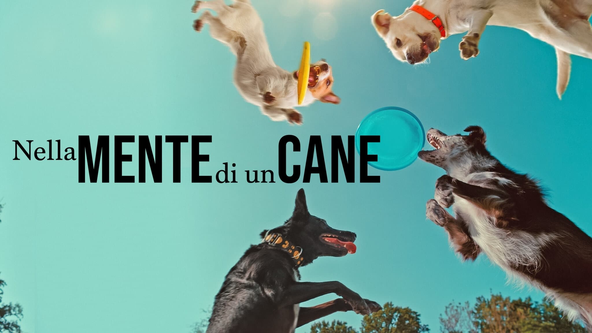 Inside the Mind of a Dog (2024)