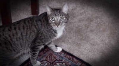 My Cat from Hell