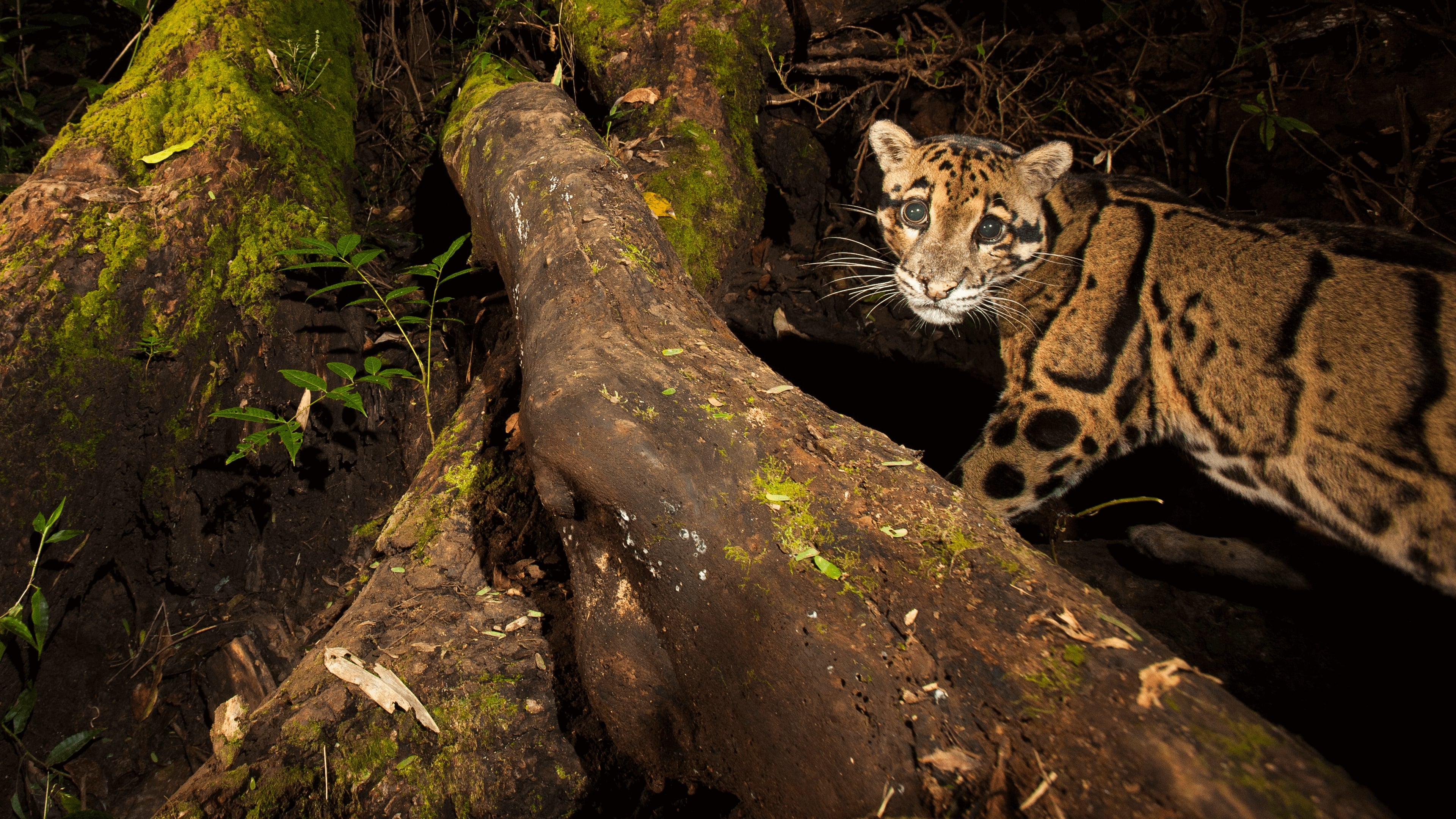مترجم أونلاين و تحميل India’s Wild Leopards 2020 مشاهدة فيلم