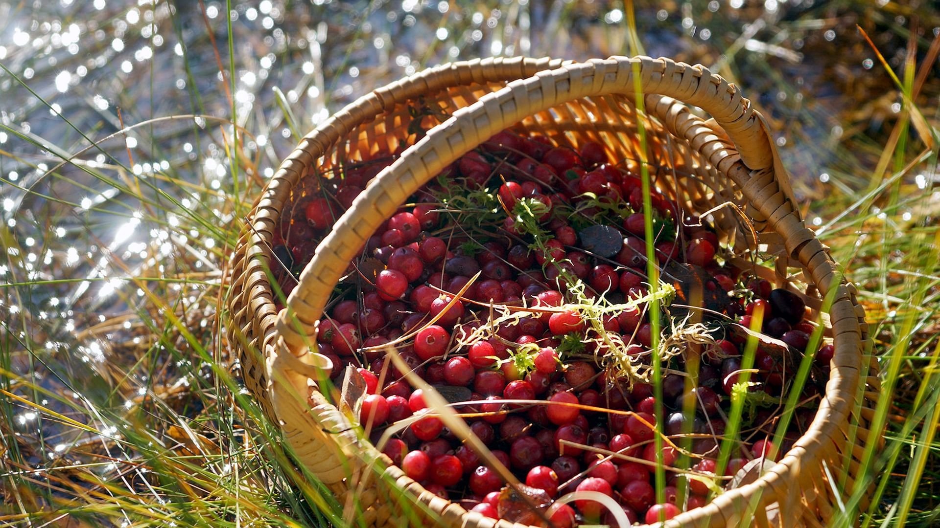 Cuisines des terroirs