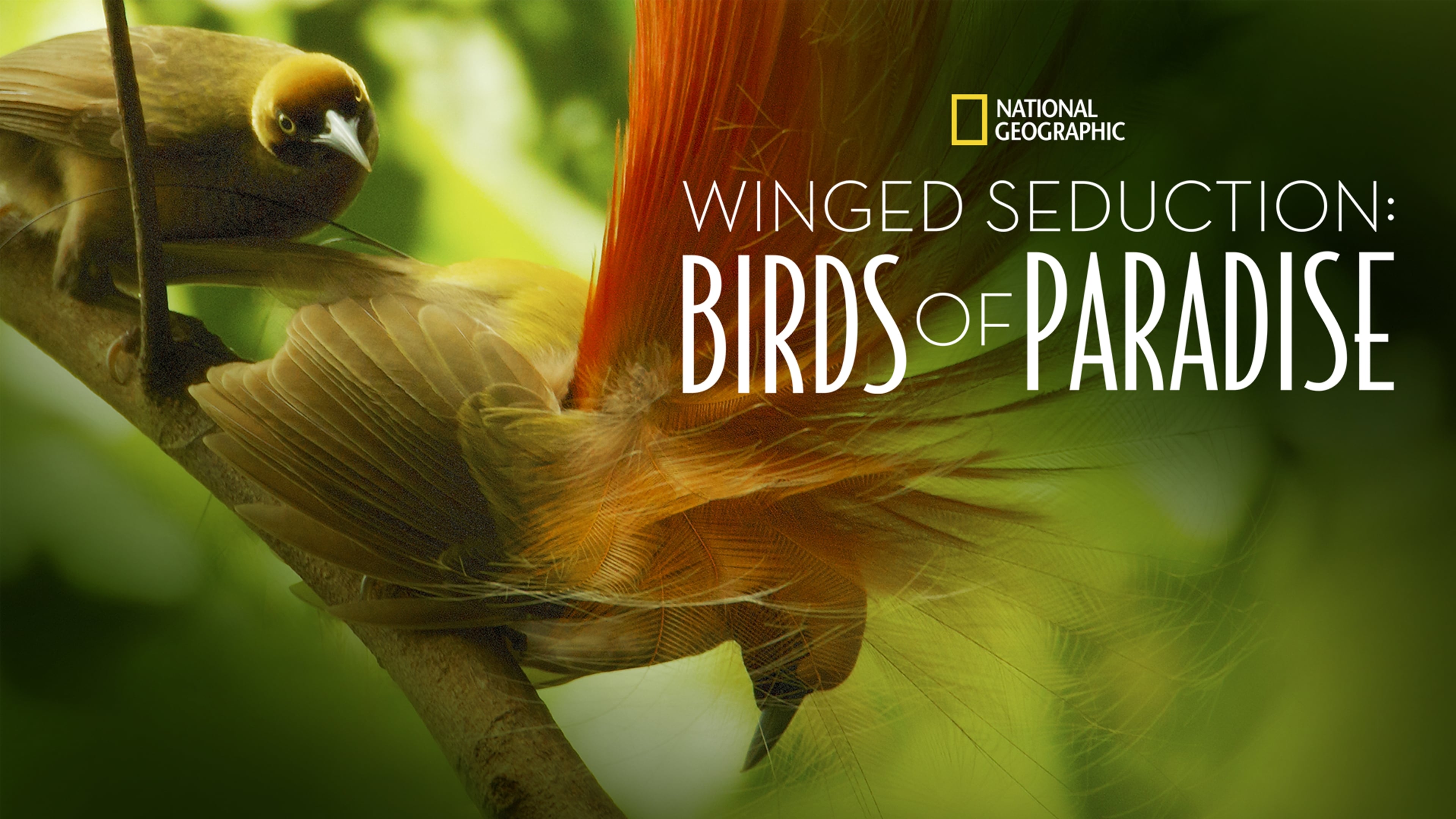 Winged Seduction: Birds of Paradise (2012)