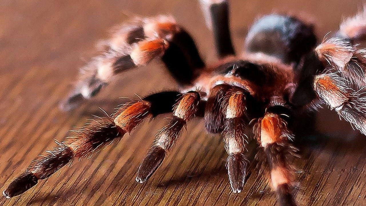 Tarantulas: The Deadly Cargo