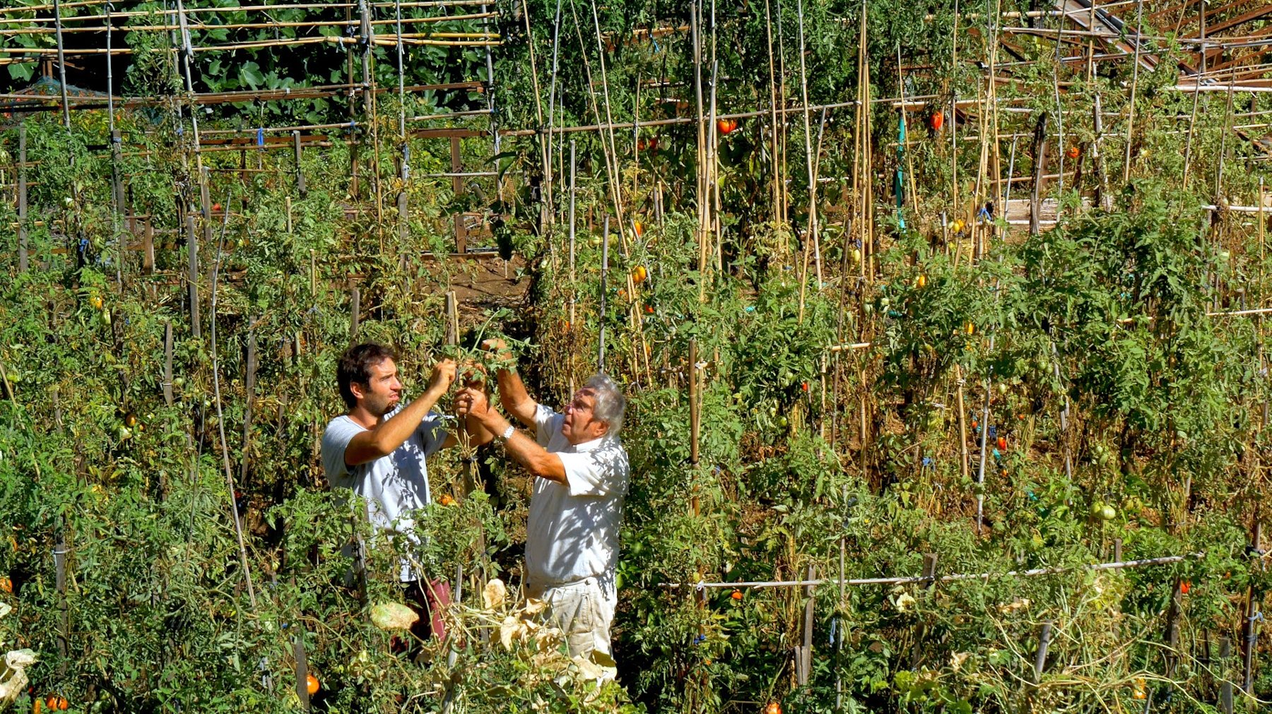 Image du film Le Potager de mon grand-père 7bbkwwhtin18aykkf1tjahet9c7jpg