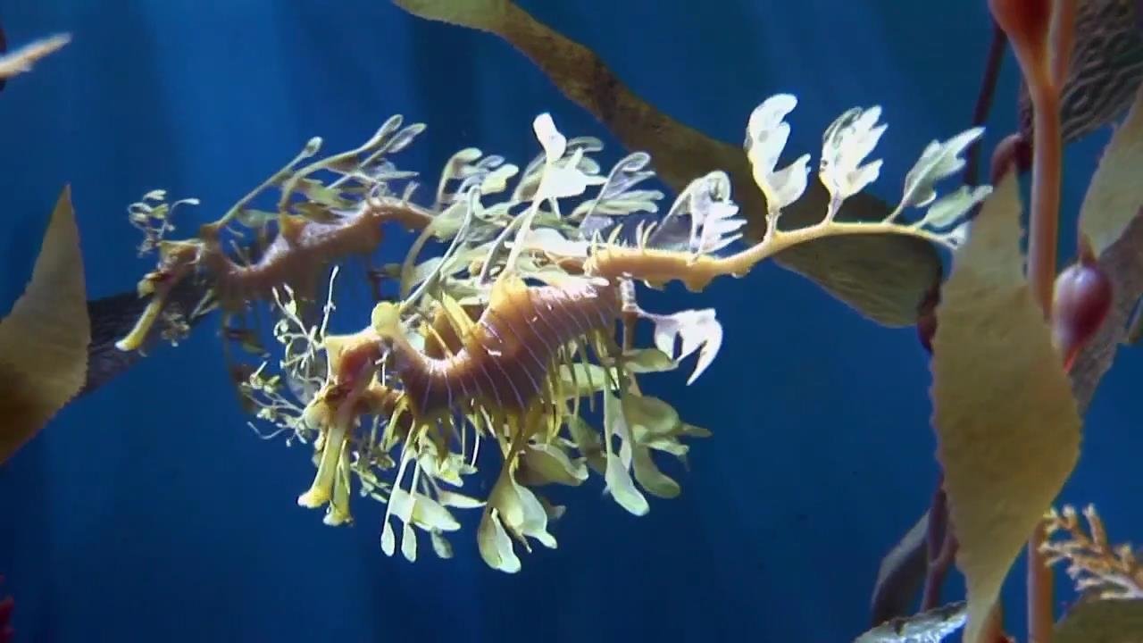 World's Weirdest