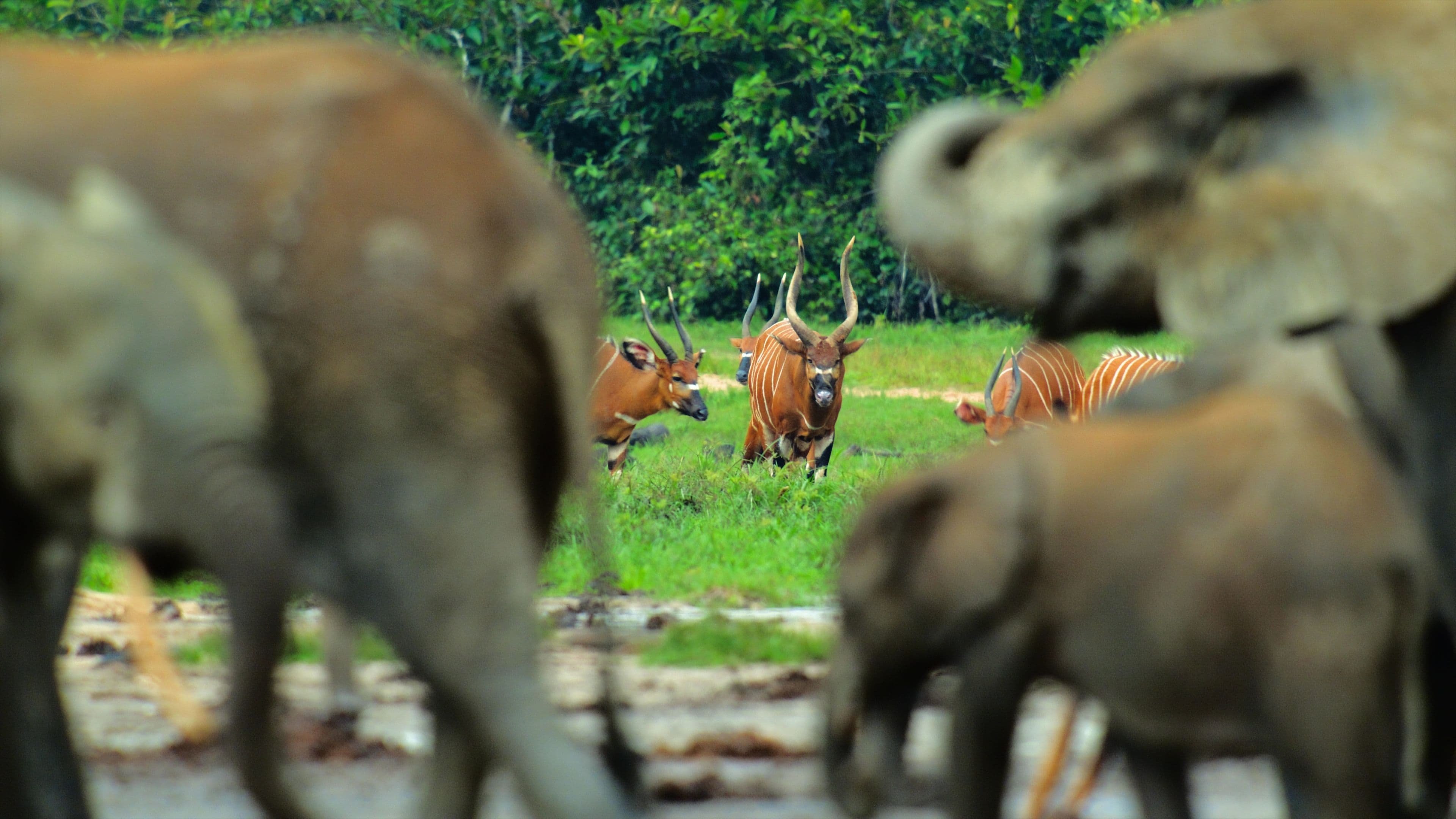 Animals Up Close with Bertie Gregory
