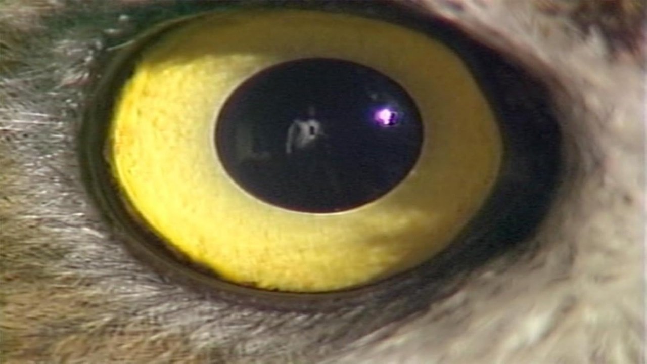 I Do Not Know What It Is I Am Like (1986)