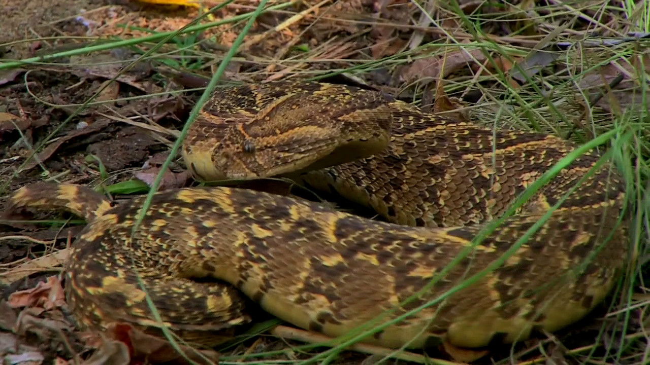 Thumbnail for A Scaled Attack Season 1 Episode 7