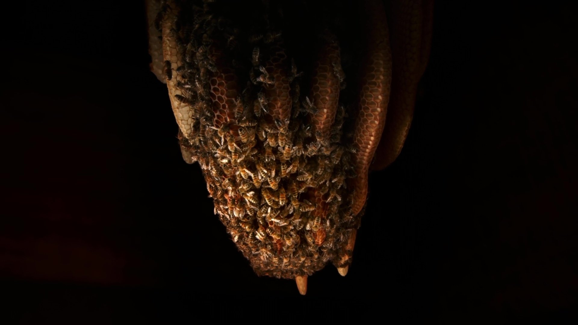 A Bee's Diary (2020)