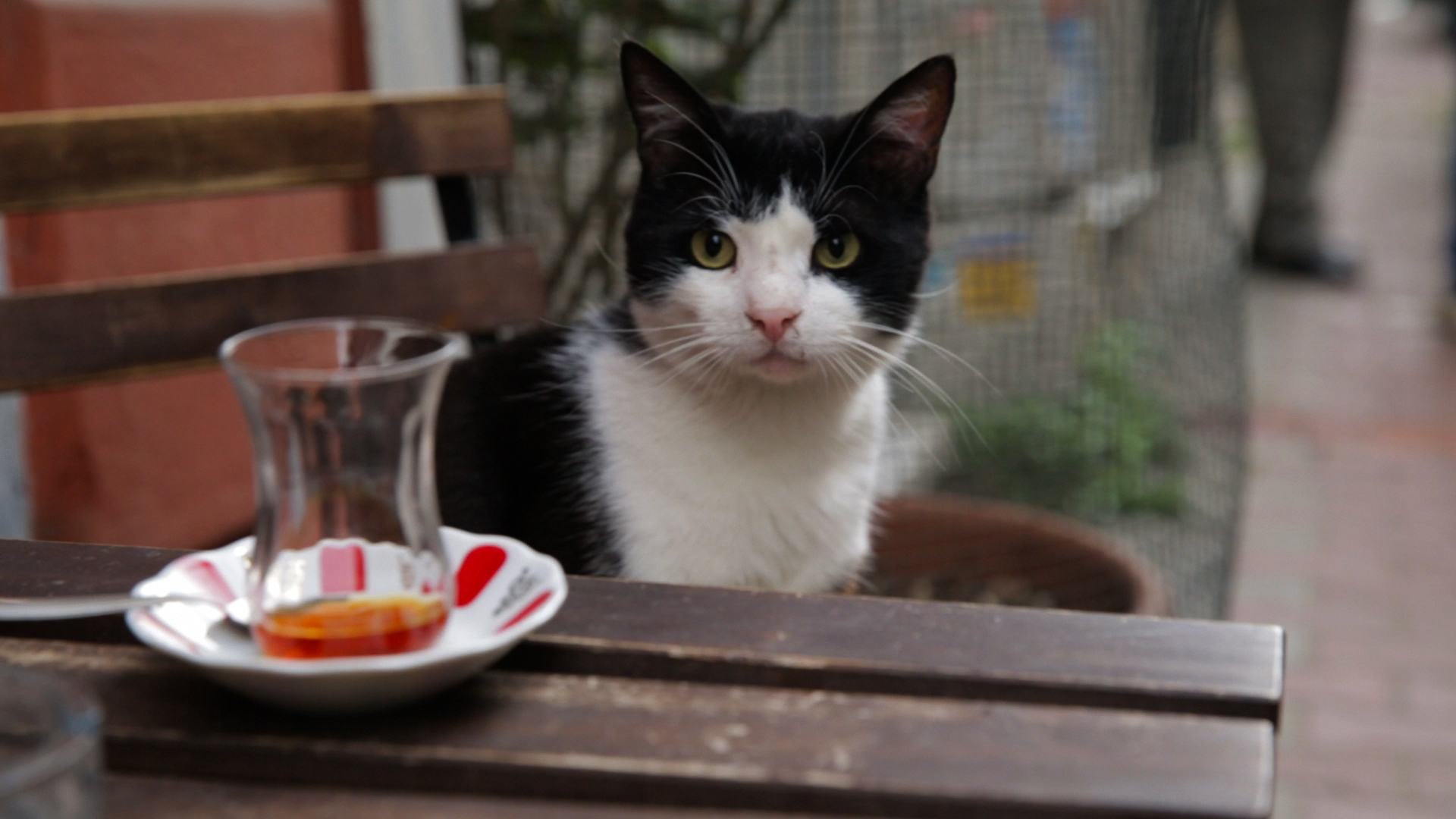 Kedi (Gatos de Estambul) (2017)