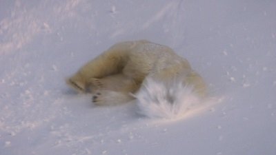 Thumbnail for Arctic Season 1 Episode 1