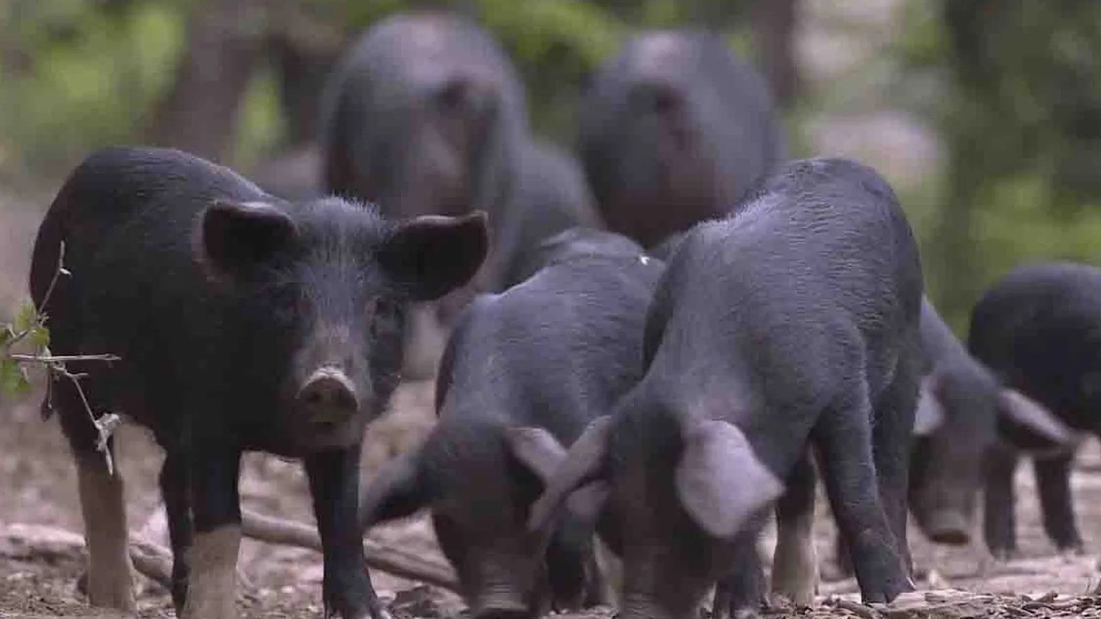 La Corse, beauté sauvage - Le monde végétal