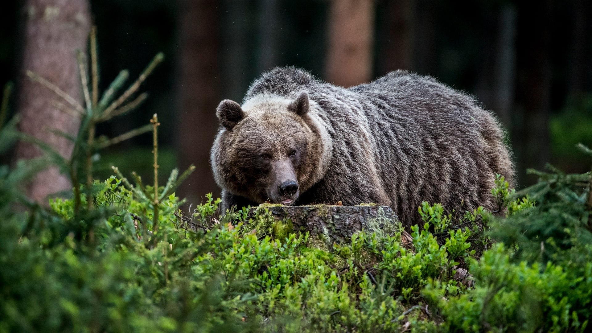 Wild Slovakia (2015)