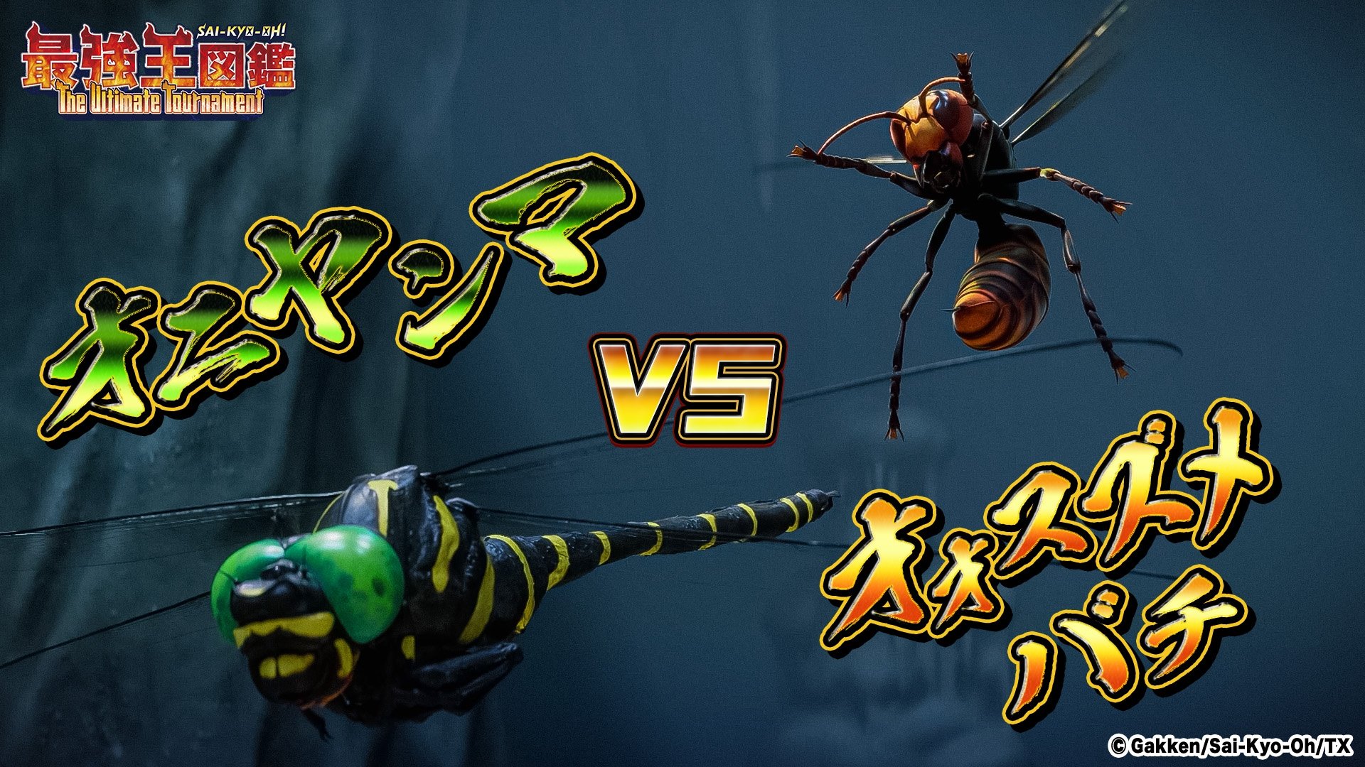 Episode 15 Giant Dragonfly VS Asian Giant Hornet