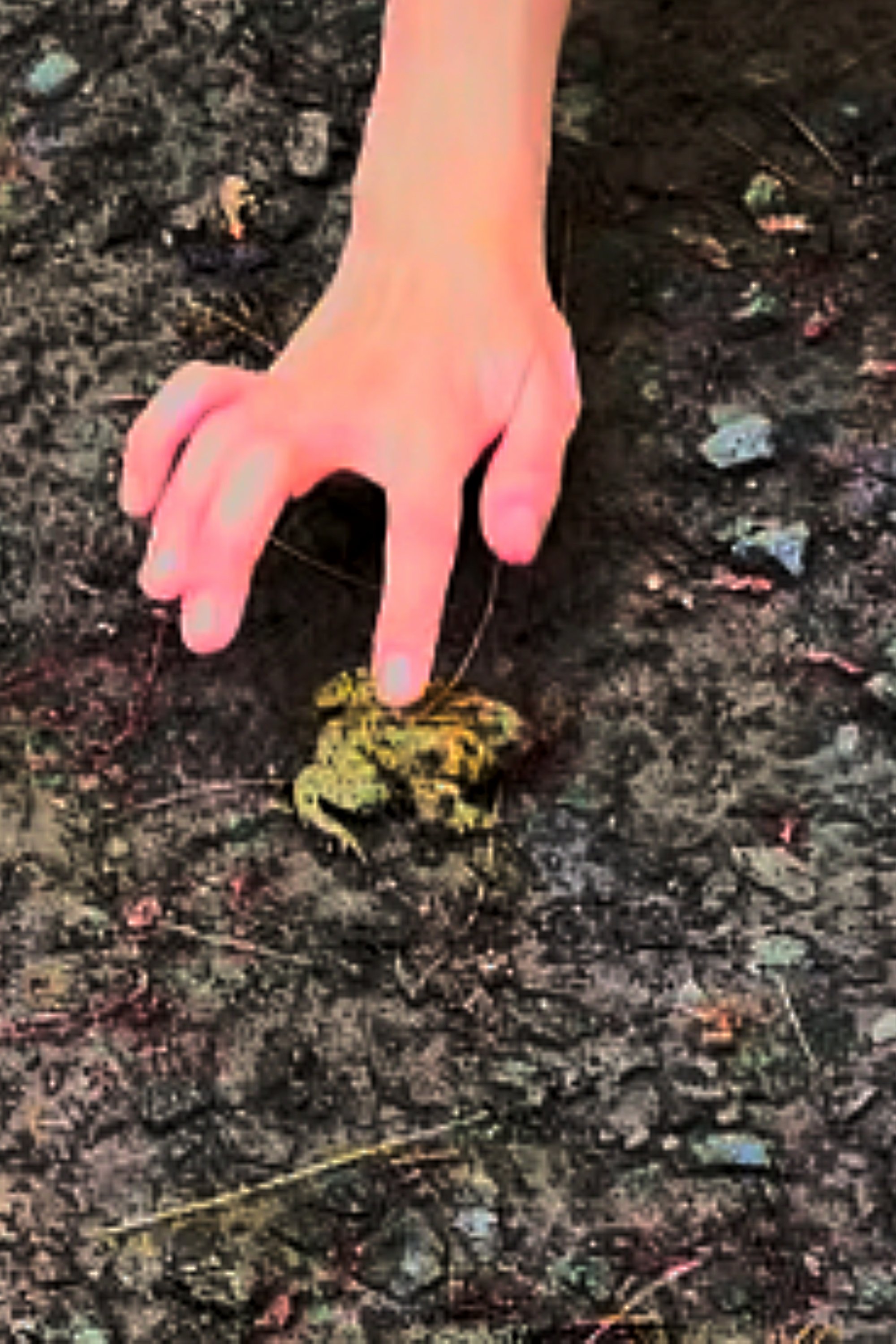Crapaud mort d'oka