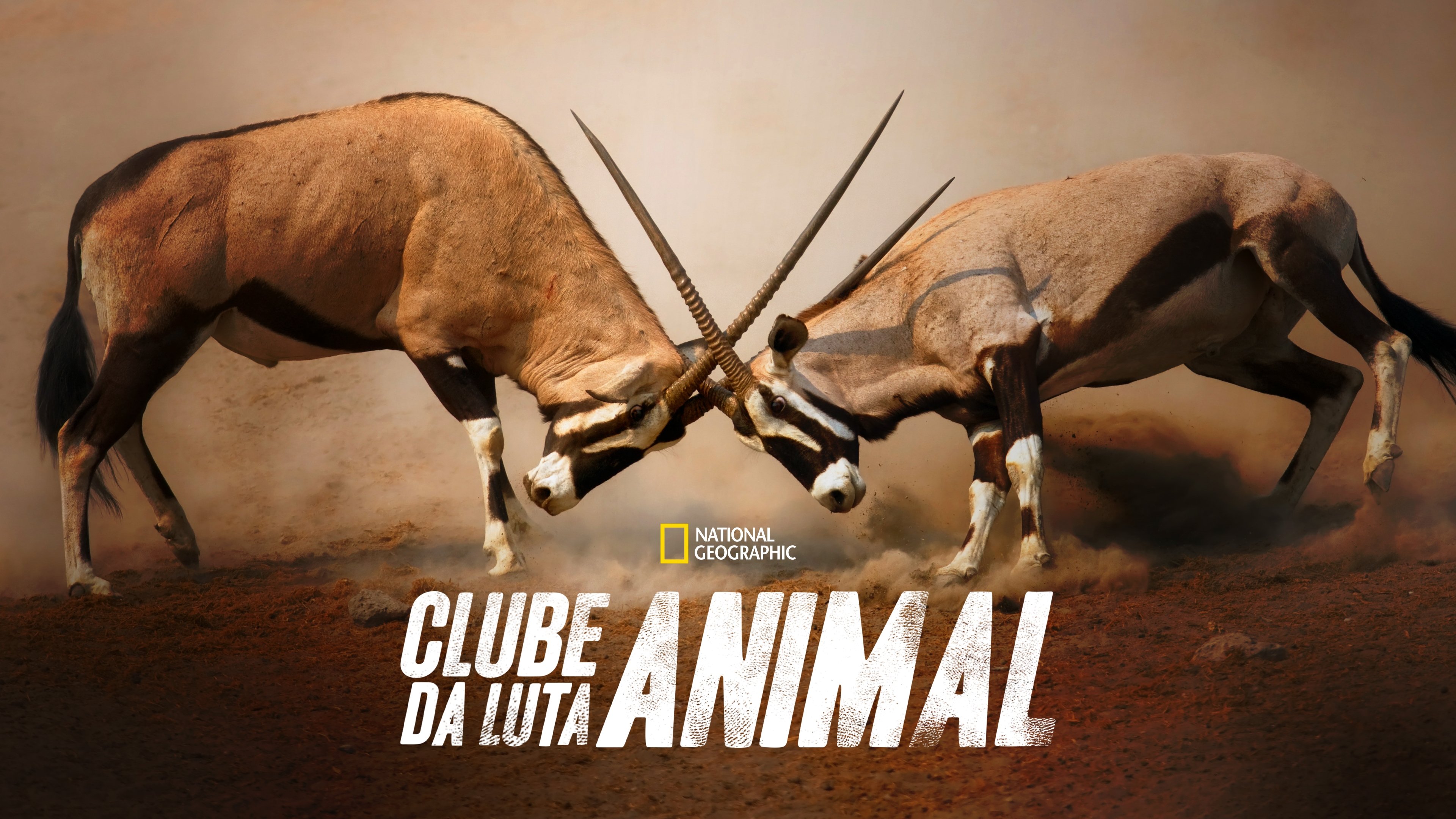 Animal Fight Night