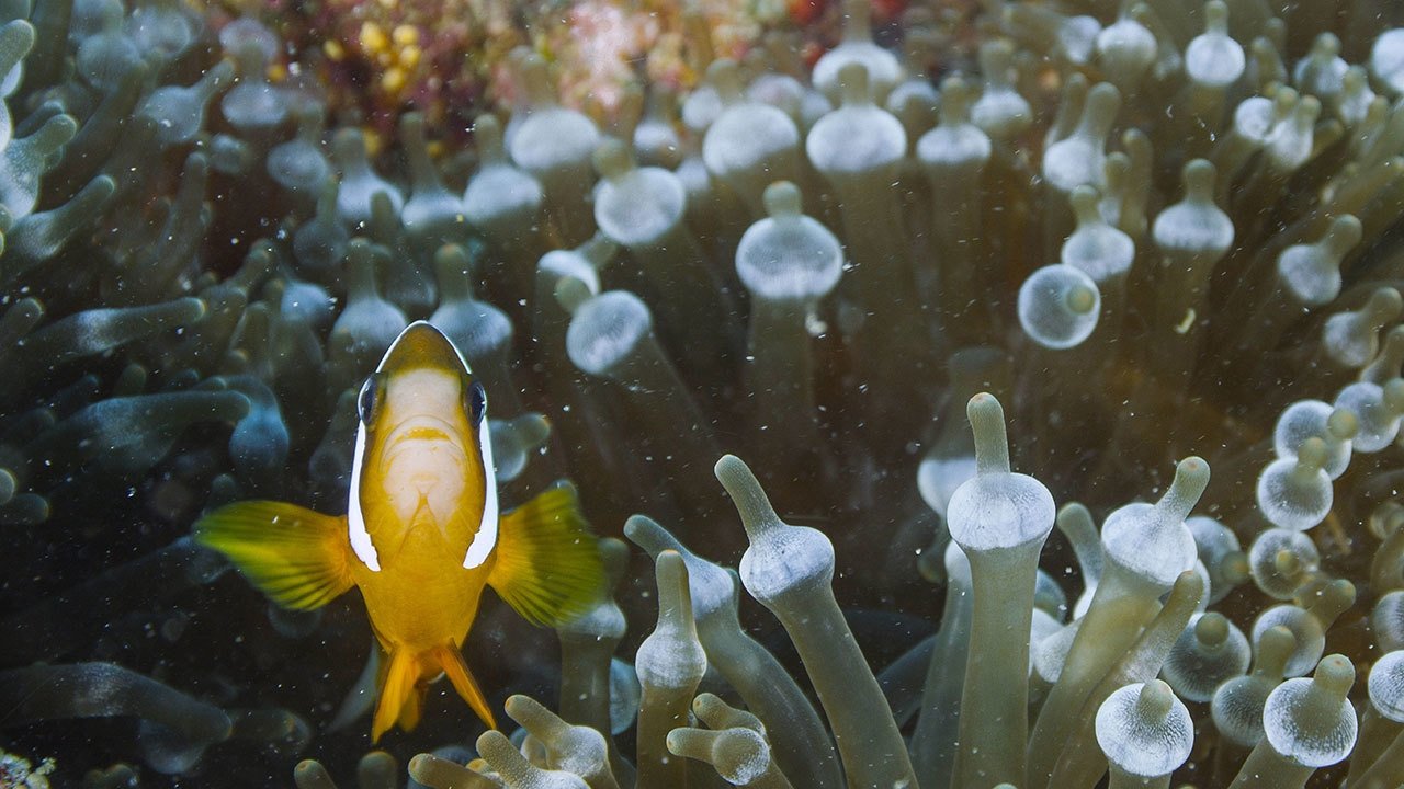 Life on the Reef