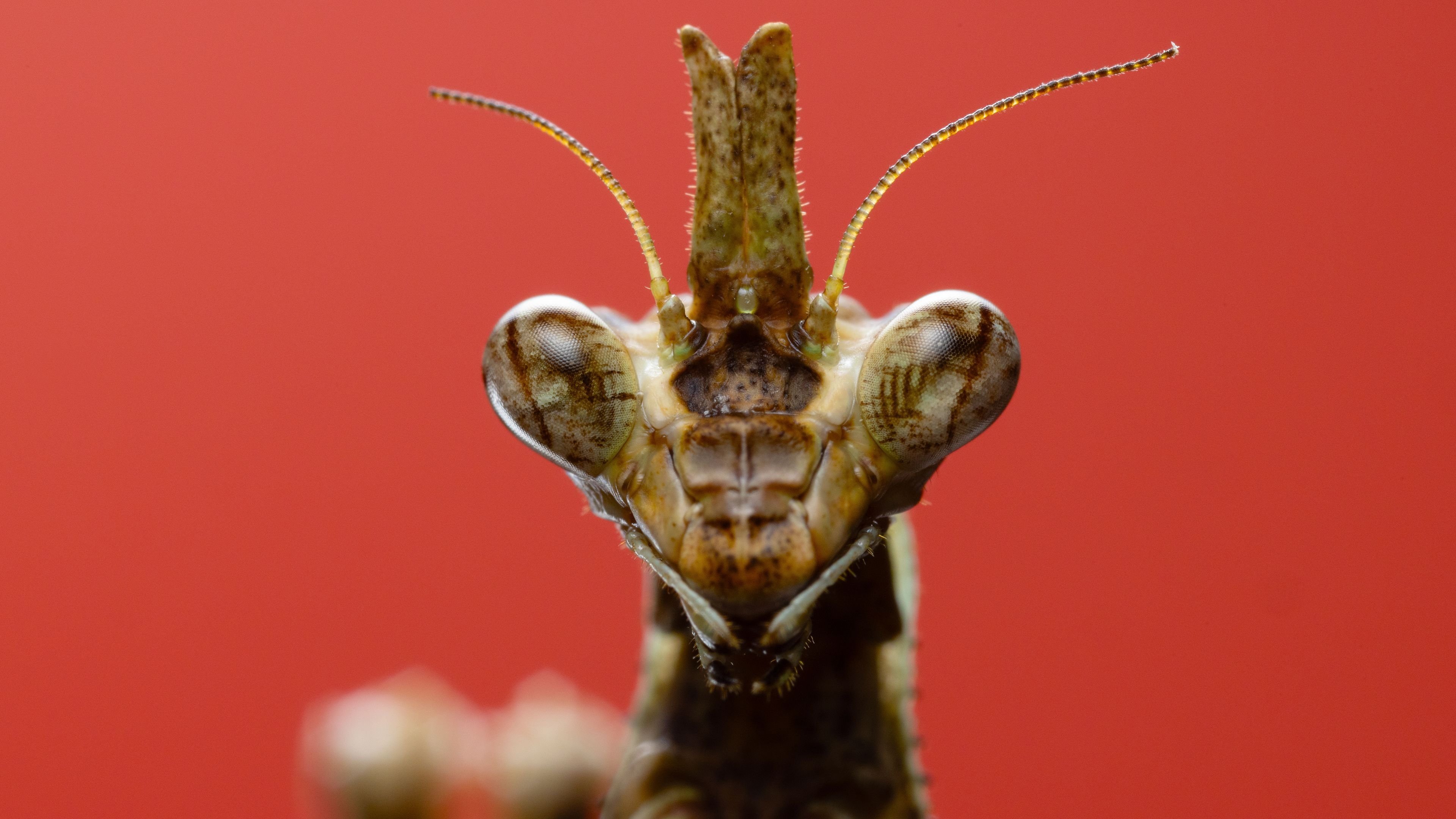 A Real Bugs Life - 4. Bölüm