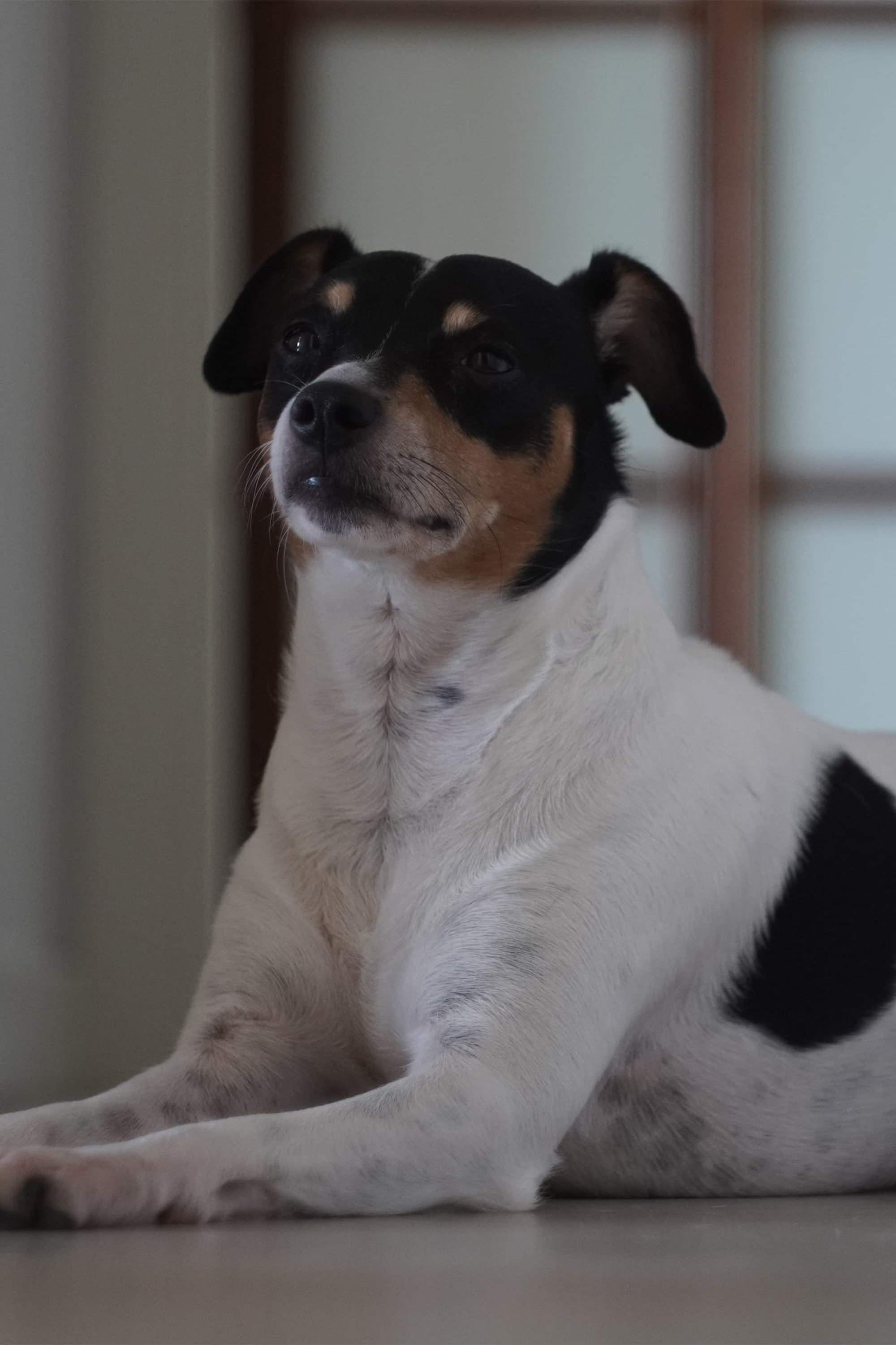 Lolo | Perro
