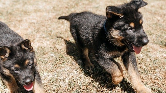 Dog Squad Puppy School