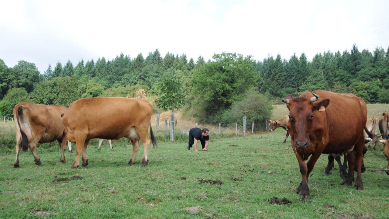 Dans le regard d'une bête (2011)