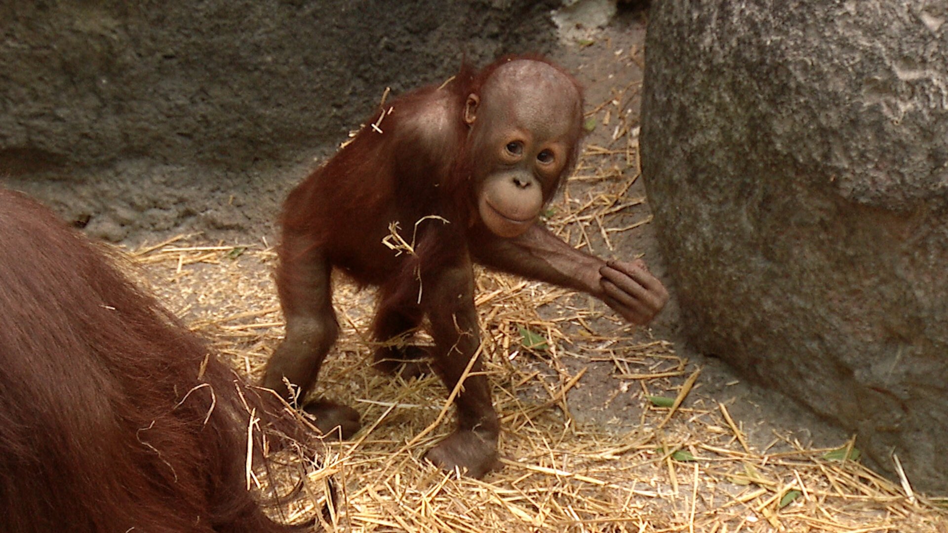 Bébés animaux en direct - Épisode 1