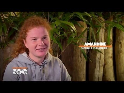 Une saison au zoo - Calao crash