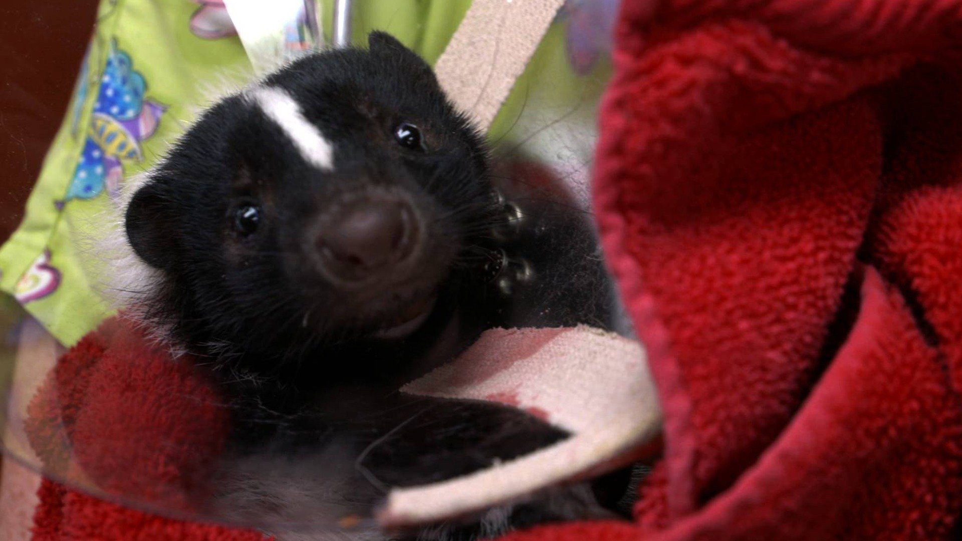 Dr. K's Exotic Animal ER S03E04 backdrop